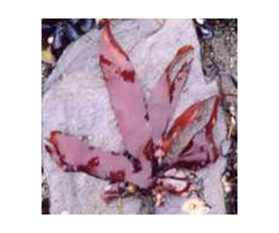 红藻微循环促进因子Rhodofiltrat Palmaria HG
