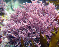 祛红血丝藻 Concentre Coralline