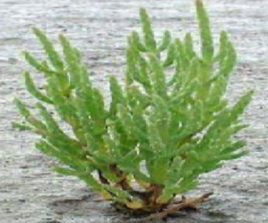 盐角藻神奇补水、锁水因子Hydrasalinol