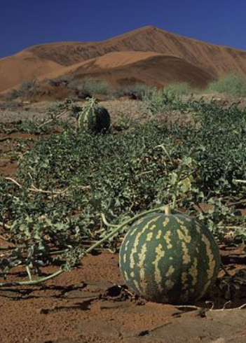 沙漠甜瓜籽活肤油Kalahari Melon Seed Oil